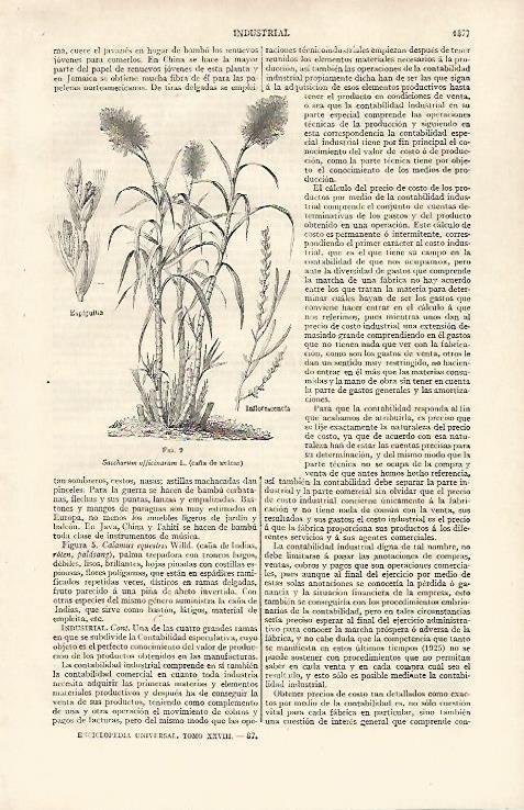 LAMINA ESPASA 30363: Caña de azucar
