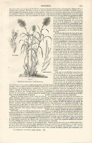 LAMINA ESPASA 30363: Caña de azucar