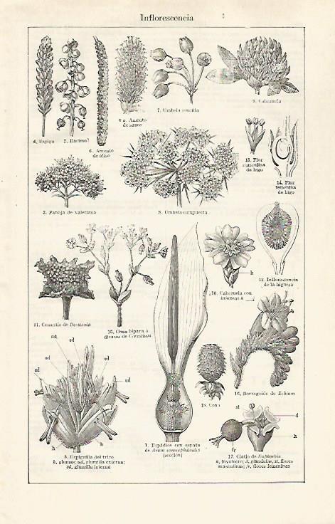 LAMINA ESPASA 30376: Inflorescencia