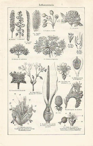 LAMINA ESPASA 30376: Inflorescencia