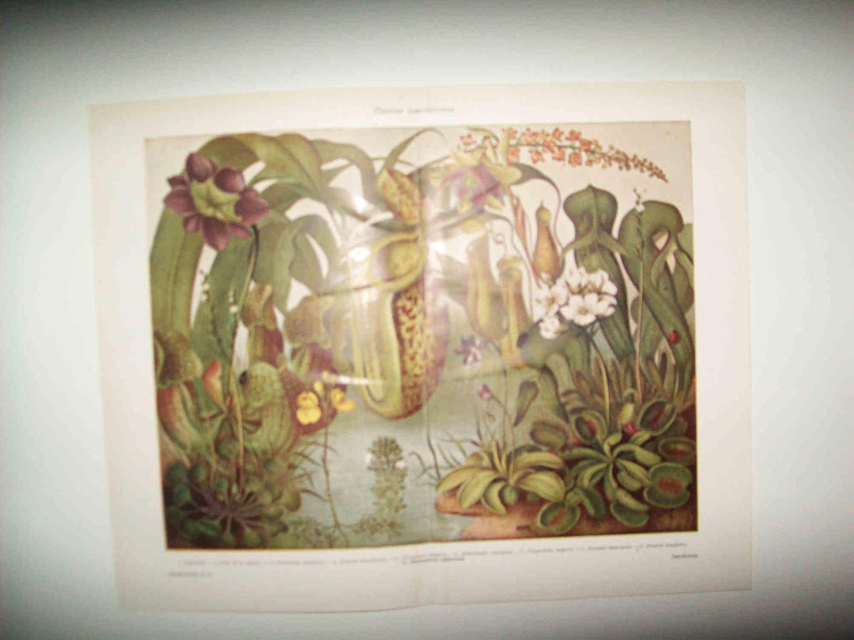 LAMINA ESPASA 30402: Plantas insectivoras