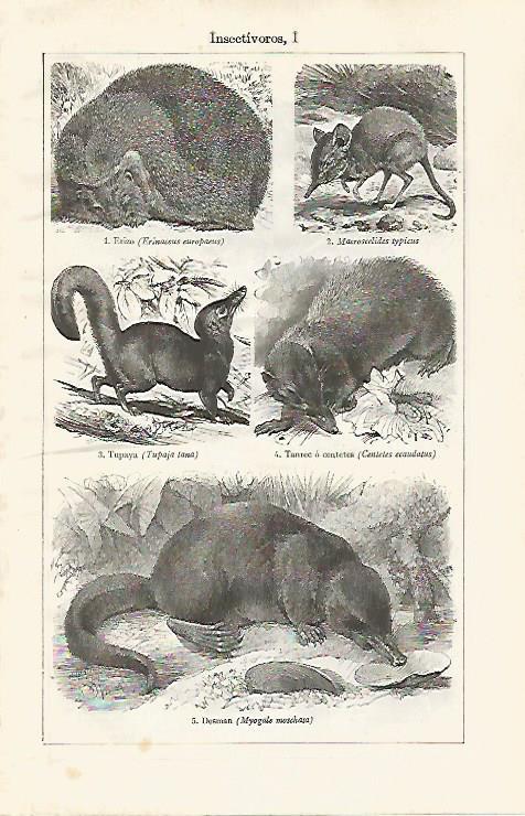 LAMINA ESPASA 30403: Animales insectivoros