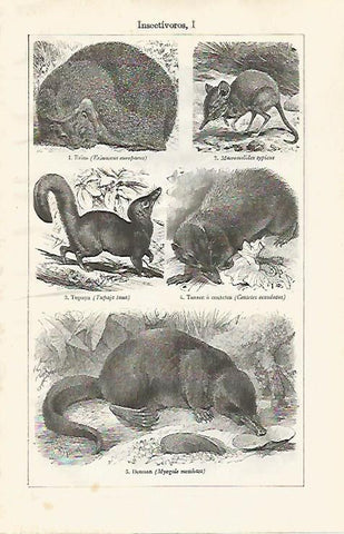 LAMINA ESPASA 30403: Animales insectivoros