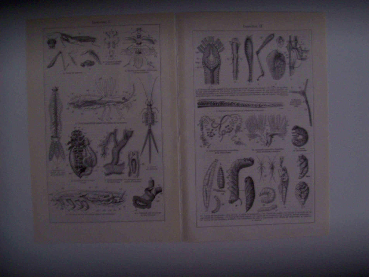 LAMINA ESPASA 30404: Insectos