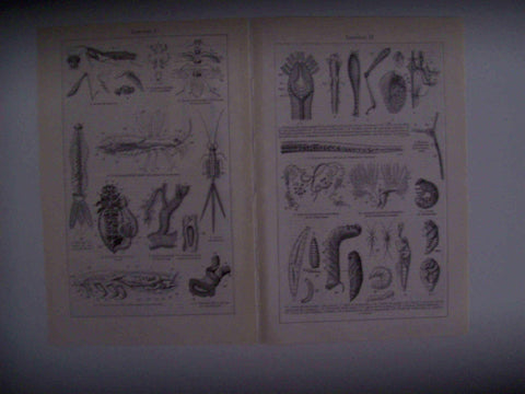LAMINA ESPASA 30404: Insectos