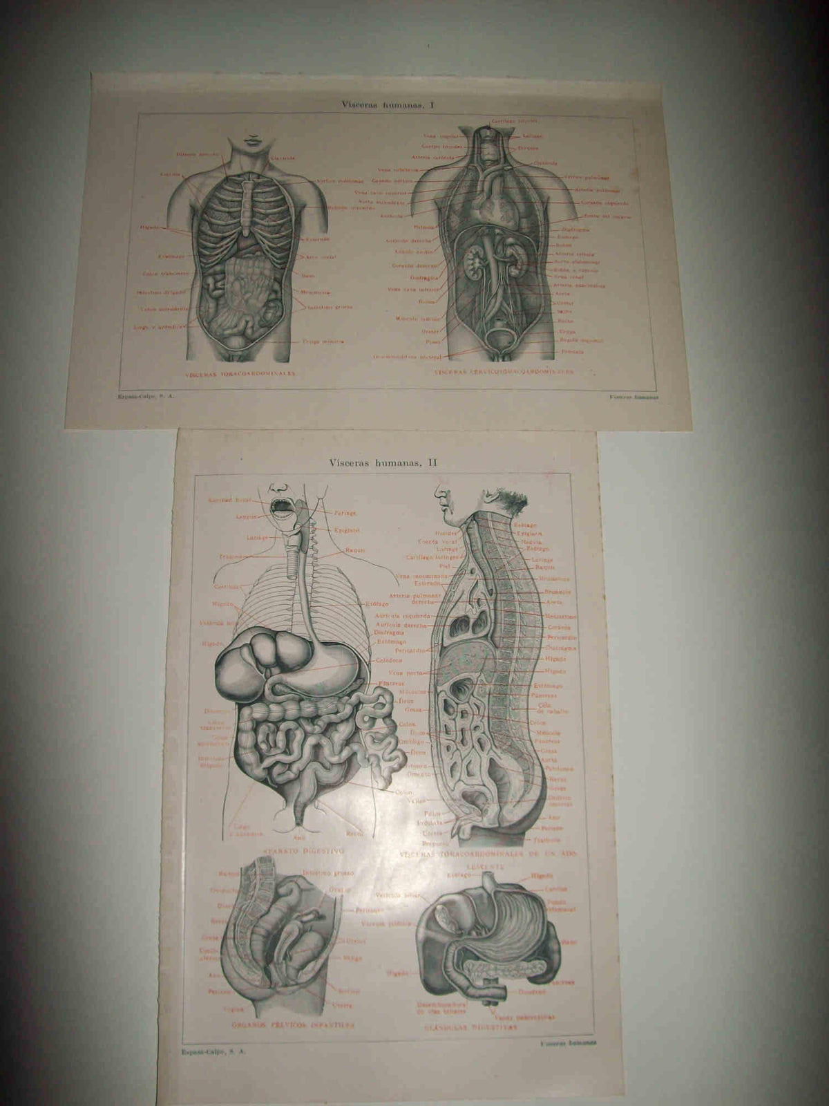 LAMINA ESPASA 30442: Visceras humanas