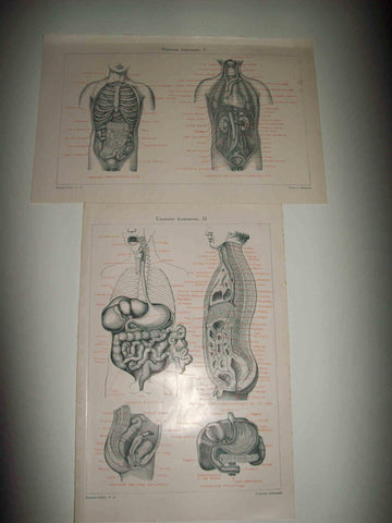 LAMINA ESPASA 30442: Visceras humanas