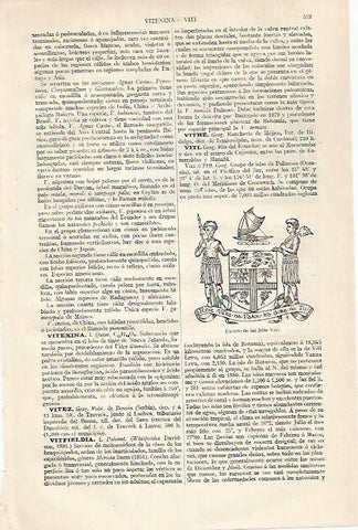 LAMINA ESPASA 30461: Escudo de las islas Viti