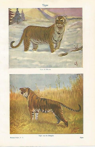 LAMINA ESPASA 30642: Tigre