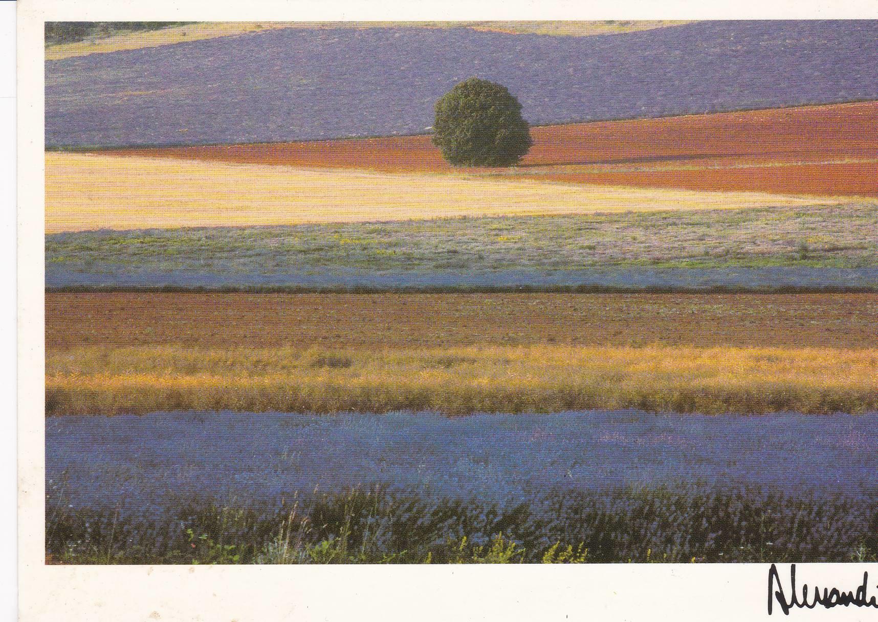 POSTAL B7824: PROVENZA: EQUILIBRIO. OLEO