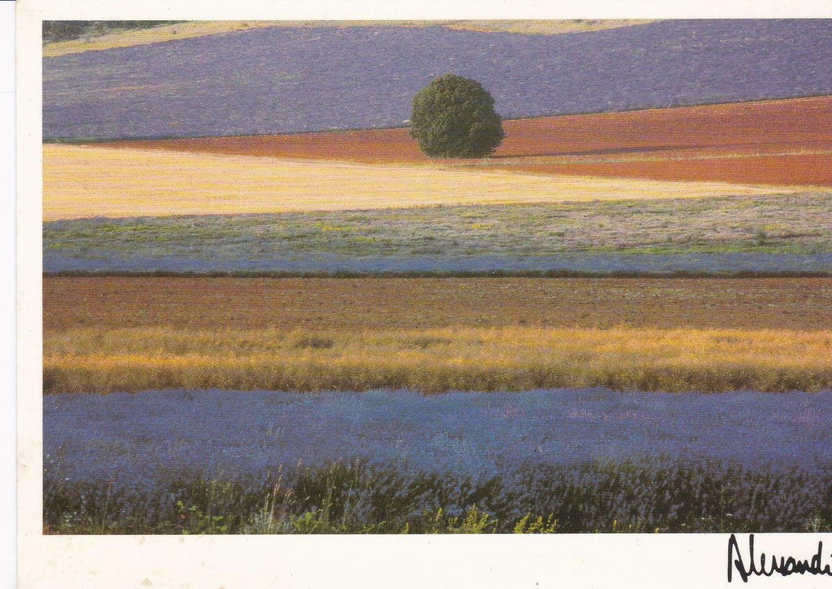 POSTAL B7824: PROVENZA: EQUILIBRIO. OLEO
