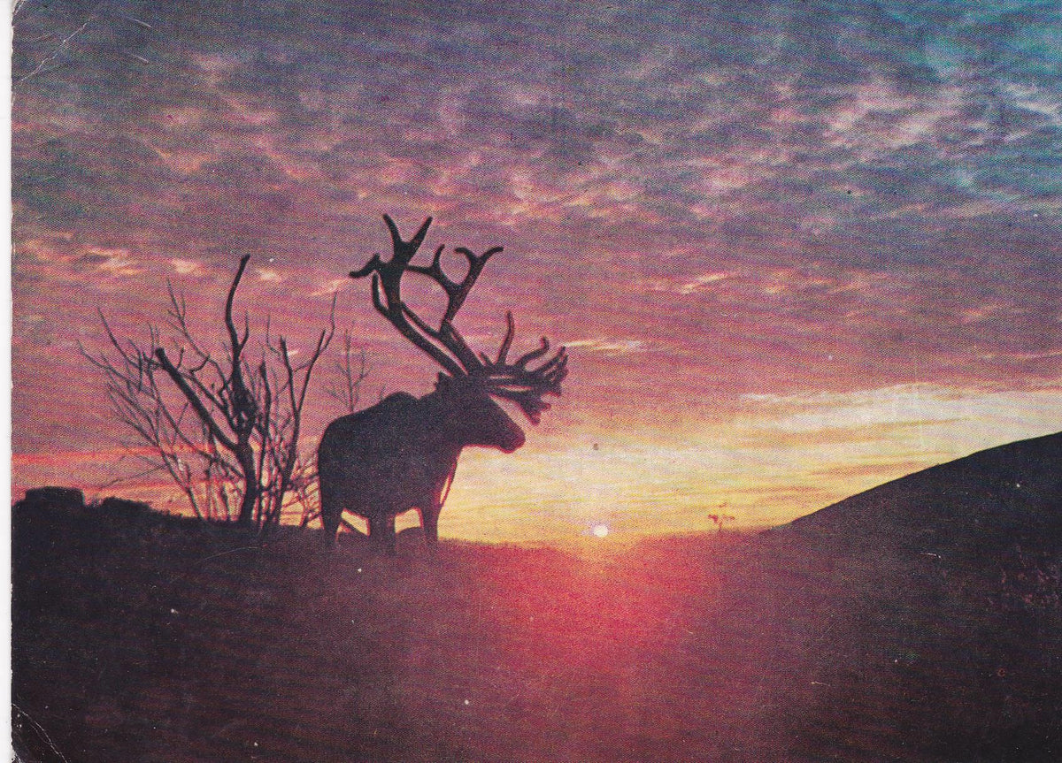 POSTAL B7962: FINLANDIA: LAPLAND