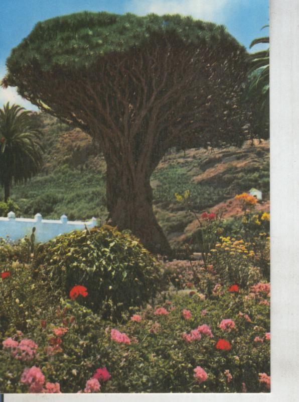Postal 012217: Drago de Icod en Tenerife