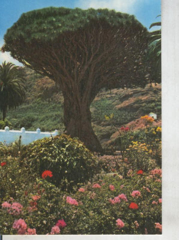 Postal 012217: Drago de Icod en Tenerife