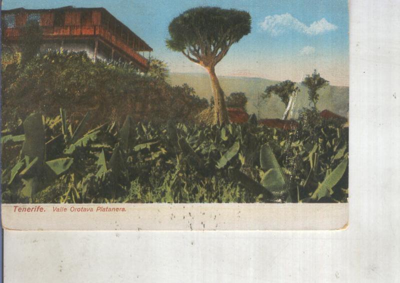 Postal 014057: Platanera en el valle de la orotava, Tenerife