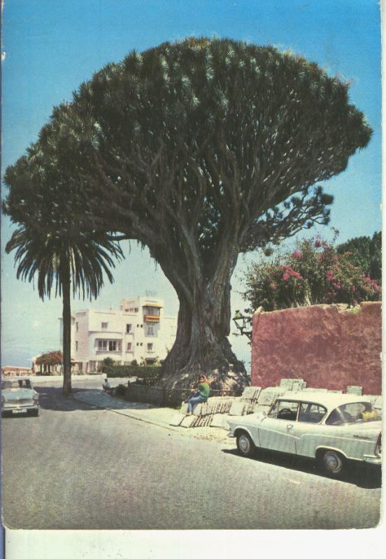 Postal 014694: El Drago de Icod en Tenerife
