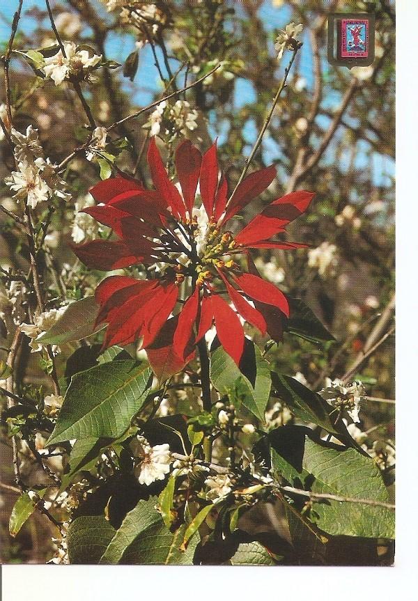 Postal 033214 : Tenerife. Flor de Pascua