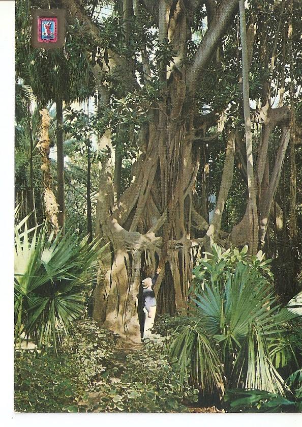 Postal 033254 : La Orotava (Tenerife). Arbol del caucho (Coussapoa Dealbata) en el Jardin Botanico