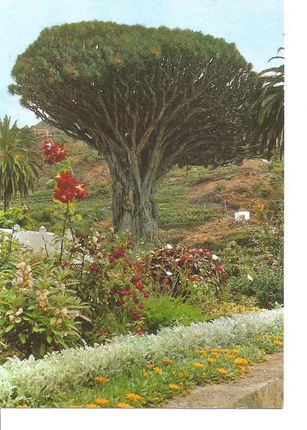 Postal 033255 : Icod (Tenerife). Drago milenario
