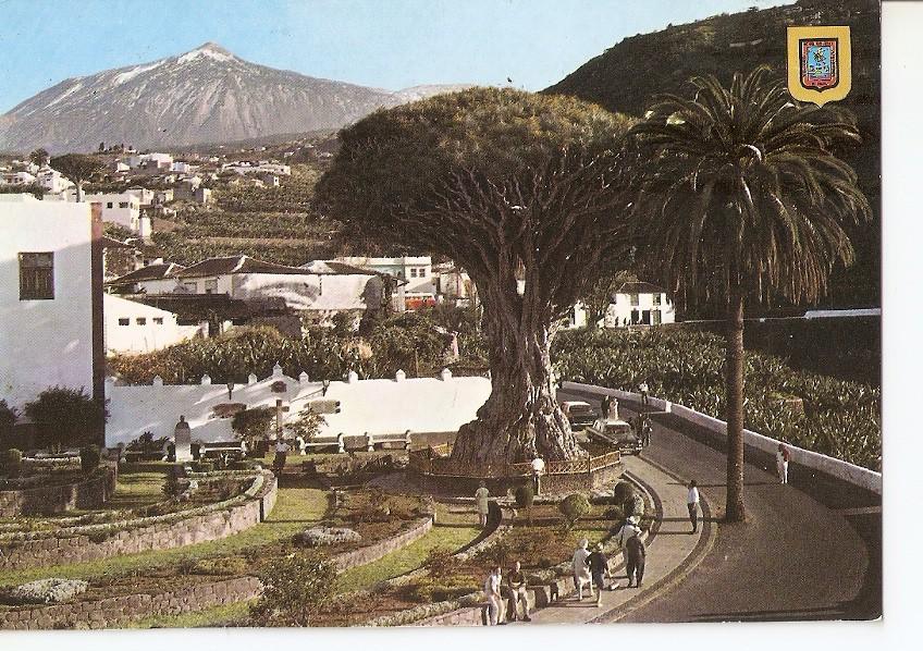 Postal 037296 : Icod de los Vinos (Tenerife). El Drago Milenario