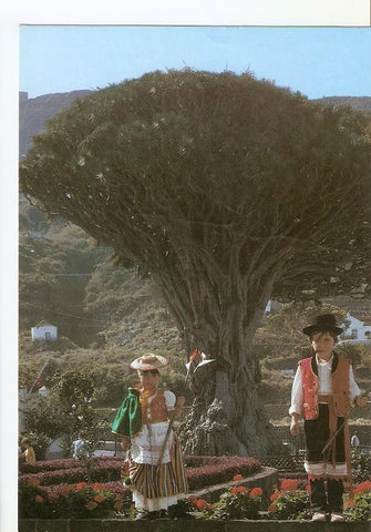 Postal 039573 : Icod de los Vinos (Tenerife). Drago Milenario