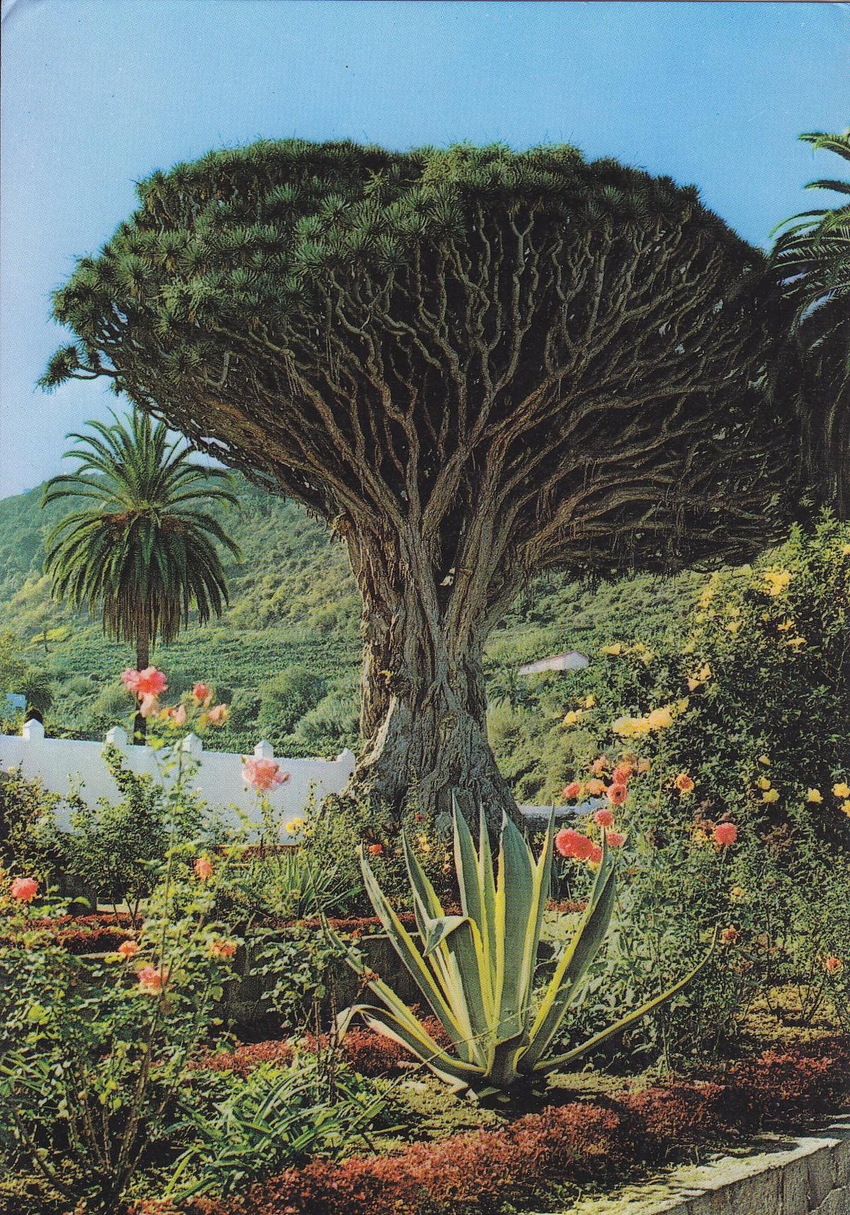 Postal 60014:  Icod de los vinos (Tenerife)