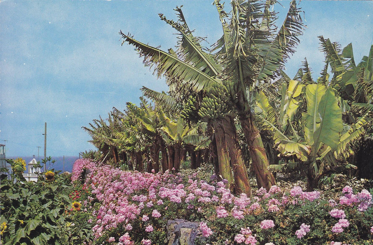 Postal 60079: Geranios y plataneros (Tenerife)