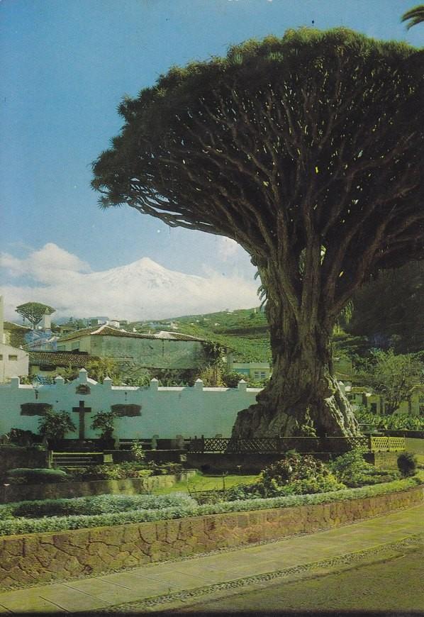 Postal 60278: Drago milenario y el Teide. Icod de los Vinos (Tenerife)