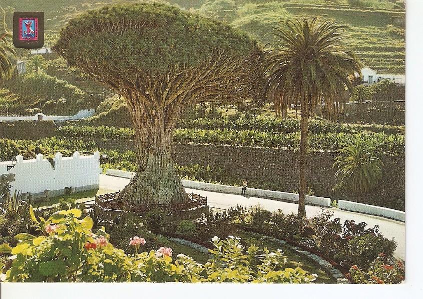 Postal 044624 : Icod de los Vinos (Tenerife). Drago Milenario