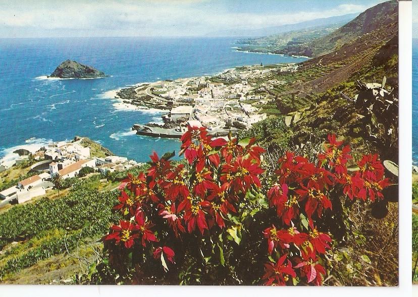 Postal 046262 : Garachico (Tenerife. En primer plano flores de Pascua