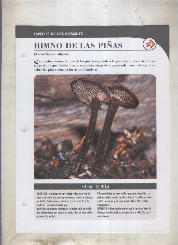Bolets ficha 059: Himno de las piñas (Auriscalpium vulgare)