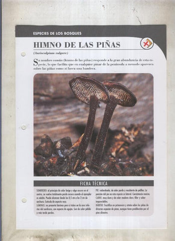 Bolets ficha 059: Himno de las piñas (Auriscalpium vulgare)