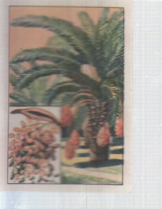 Cromo Nestle numerado 011