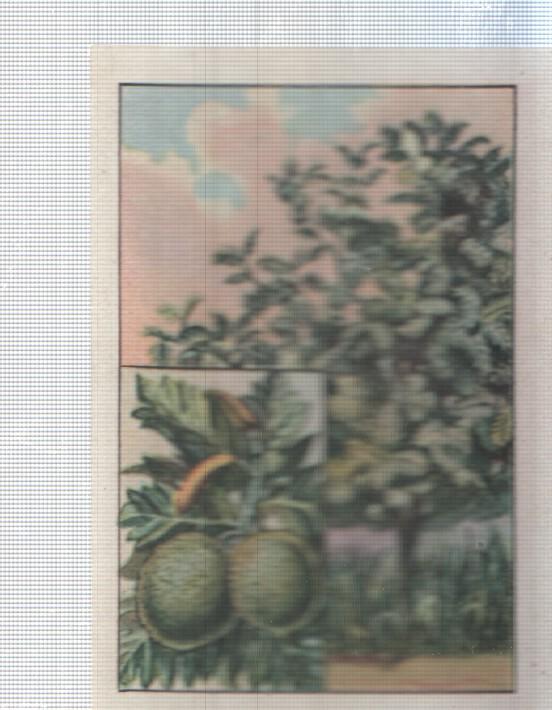 Cromo Nestle numerado 019: Flora