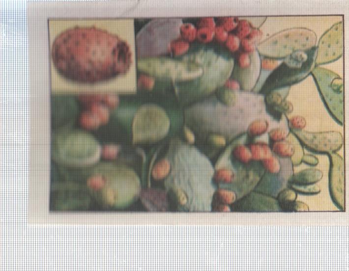 Cromo Nestle numerado 020: Flora