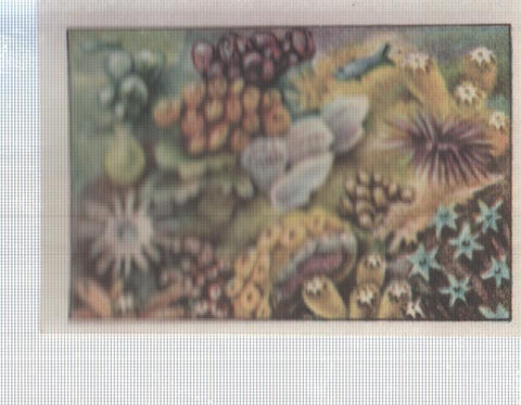 Cromo Nestle numerado 025: Ciencias