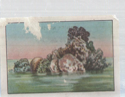 Cromo Nestle numerado 028: Coral