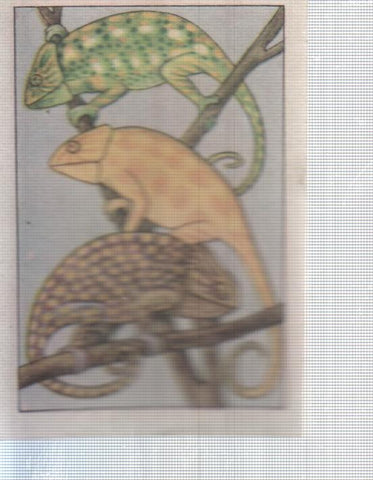 Cromo Nestle numerado 039: Camaleon