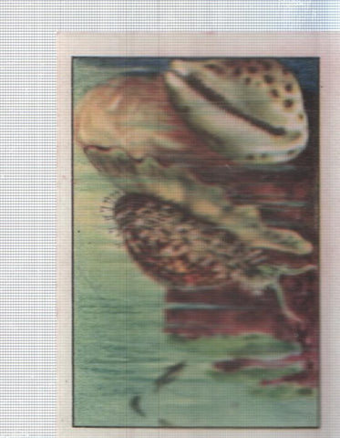 Cromo Nestle numerado 041: Fauna marina