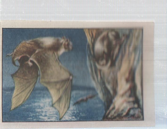 Cromo Nestle numerado 046: Ave nocturna
