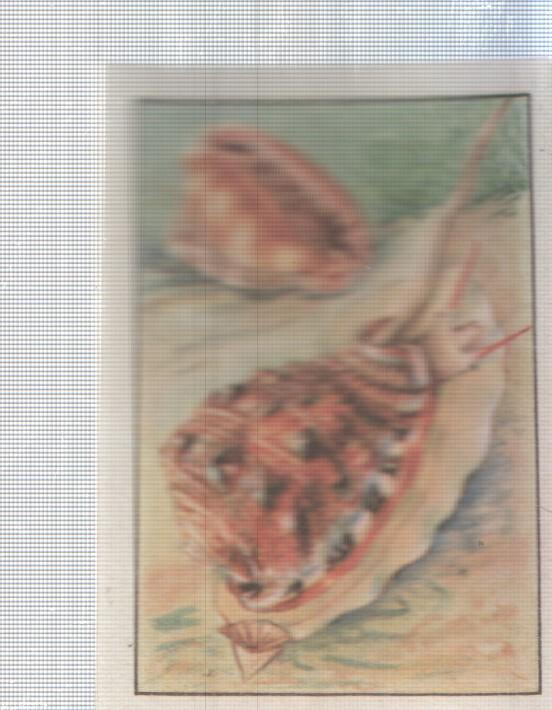Cromo Nestle numerado 048: Fauna marina