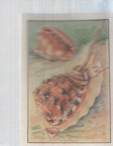 Cromo Nestle numerado 048: Fauna marina