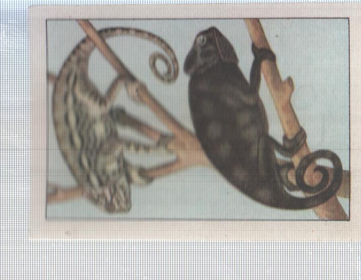 Cromo Nestle numerado 050: Camaleon