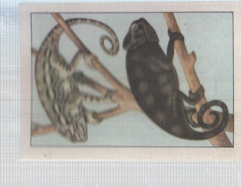 Cromo Nestle numerado 050: Camaleon