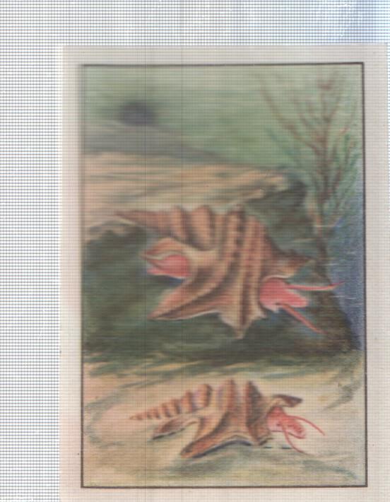Cromo Nestle numerado 072: Fauna marina