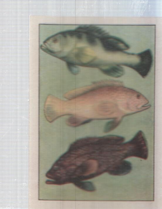 Cromo Nestle numerado 079: peces