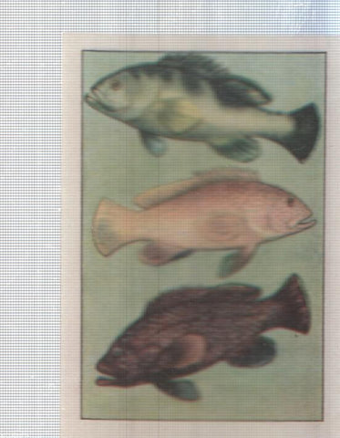 Cromo Nestle numerado 079: peces