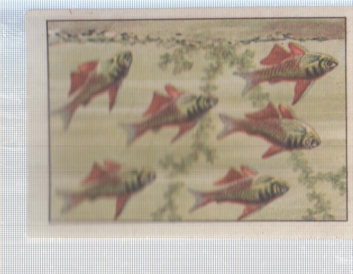 Cromo Nestle numerado 098: Peces