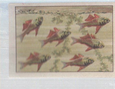 Cromo Nestle numerado 098: Peces