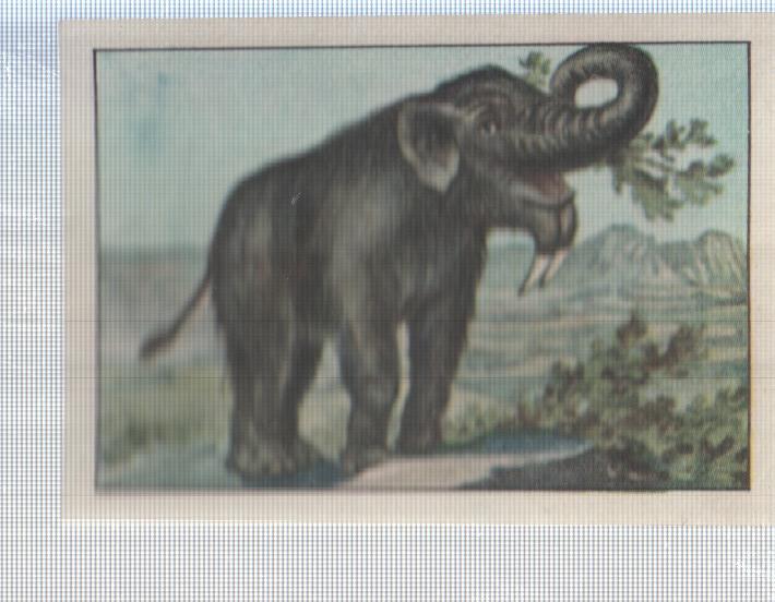 Cromo Nestle numerado 110: Elefante